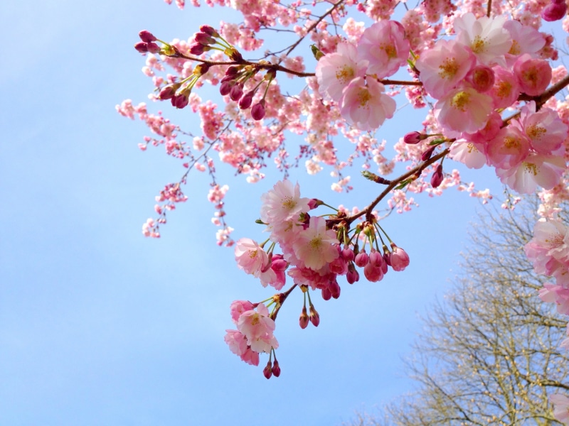 april, flower Head, 2K, white, pink, asian, branch, bunch of flowers, beauty in nature, spring, flowering plant, pollen, plant, flower, growth, vulnerability