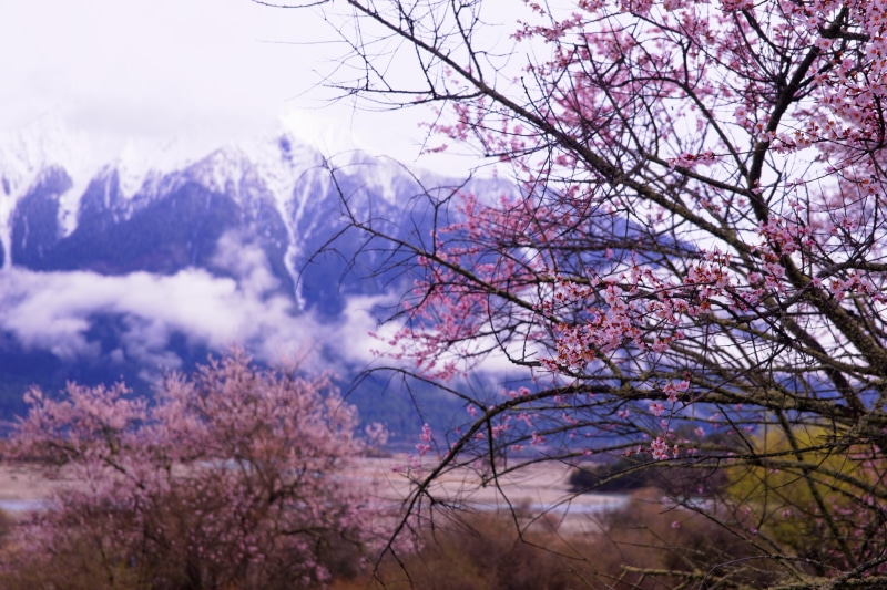 Tibet, springtime, blossom, flowers, peach blossom, pink, nature, cherry Blossom, Nyingchi, tree, flower, pink Color, 5K, landscape, peach, spring, cherry