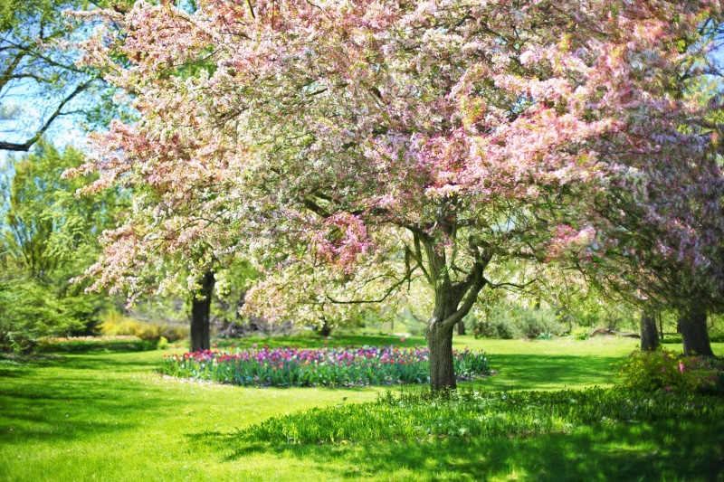 blossoms, vulnerability, blooming, park, leaf, pink, outdoors, flower, trees, blossom, day, pink flowers, scenery, park - man made space, blossoming, nature