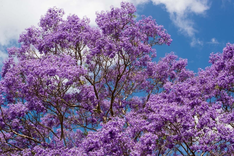 beauty in nature, blossom, Flowers, cherry blossom, fragility, spring, springtime, Australia, lilac, outdoors, pink color, summer, plant, pretty, growth
