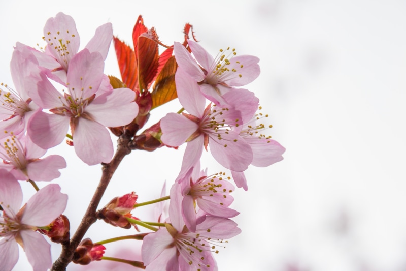 springtime, flower Head, vår, Explore, petal, cherry, Malmö, macro, plant, state, nature, 5K, blossom, branch, city, macro photography, spring, photography