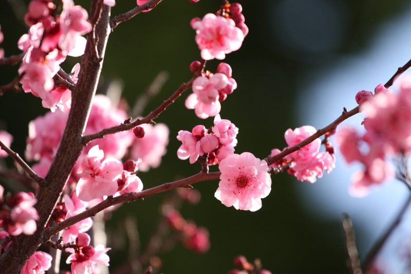 petal, spring, springtime, Cherry Blossoms, flowers, pink, bloom, freshness, nature, flowering tree, UC Berkeley, flower, II, cherry blossom, cherry, John Morgan