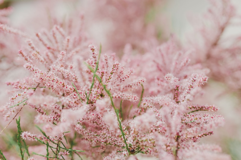 selective focus, flower, flower Head, softness, growth, herb, springtime, early, close-up, flowers, early Spring, bloom, blossom, season, pastel colored