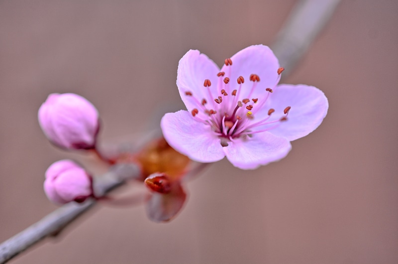 DOF, beauty In Nature, close, Outdoors, Bloom, daytime, Oregon, Nikon D7100, bokeh, Pastel, close-up, plant, Blossom, Depth of Field, freshness, Cherry Blossom
