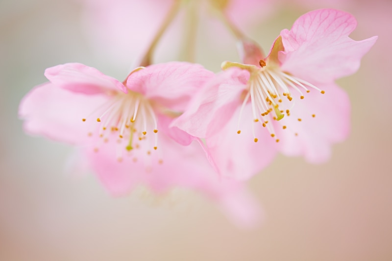 nature, tree, Canon, japan, flowers, beauty In Nature, petaled, 日本, branch, shi, photography, 5K, freshness, Ageo, cherry blossom, close-up, 春, pink Color