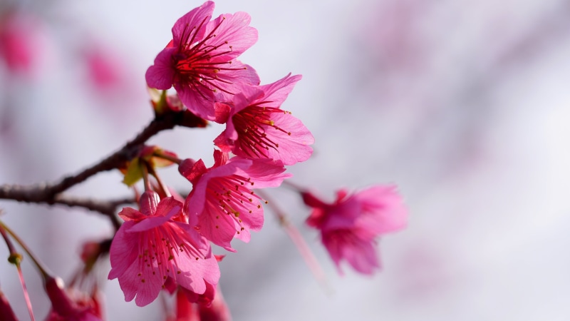 flowers, selective, flower, close-up, petaled, nature, plant, blossom, springtime, flower Head, japan, season, pink, 2K, petal, pink Color, tree, focus