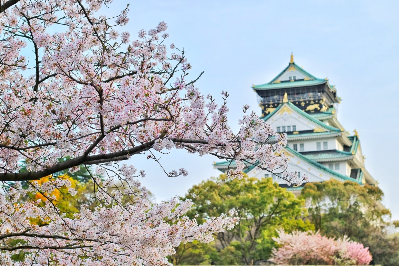 cherry blossom, flowers, pink color, osaka, cherry blossoms, flowering plant, sky, flower, park, springtime, cherry tree, building, bright, growth, day