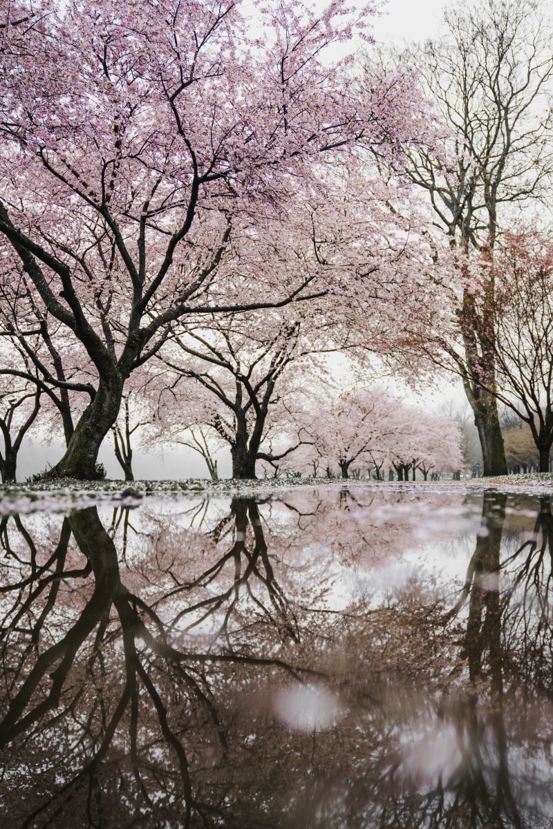 outdoors, cherry blossom, flowering, nature, waterfront, beauty in nature, 5K, river, plant, early, tree, day, puddle, screenshot