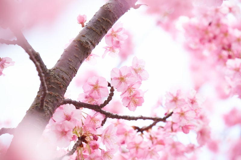 F/3.5, nature, japan, tree, photography, Di, flower Head, focus, pink, Kawazu, A-mount, cherry, petal, selective, PZD, SLT-A99V, 静岡, Sony  α99, plant, blossoms