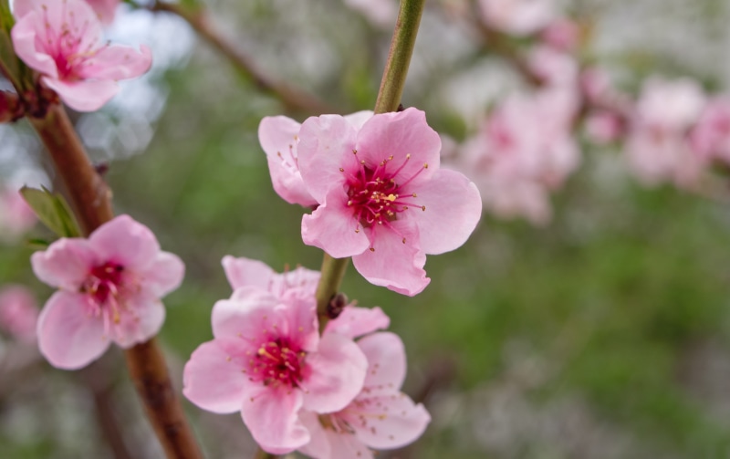 flower, tree, spring, selective, petal, 1080P, focus, photography, cherry, pink, весна, blossoms, Cherry Blossoms, bokeh, pink Color, plant, Kiev, close-up