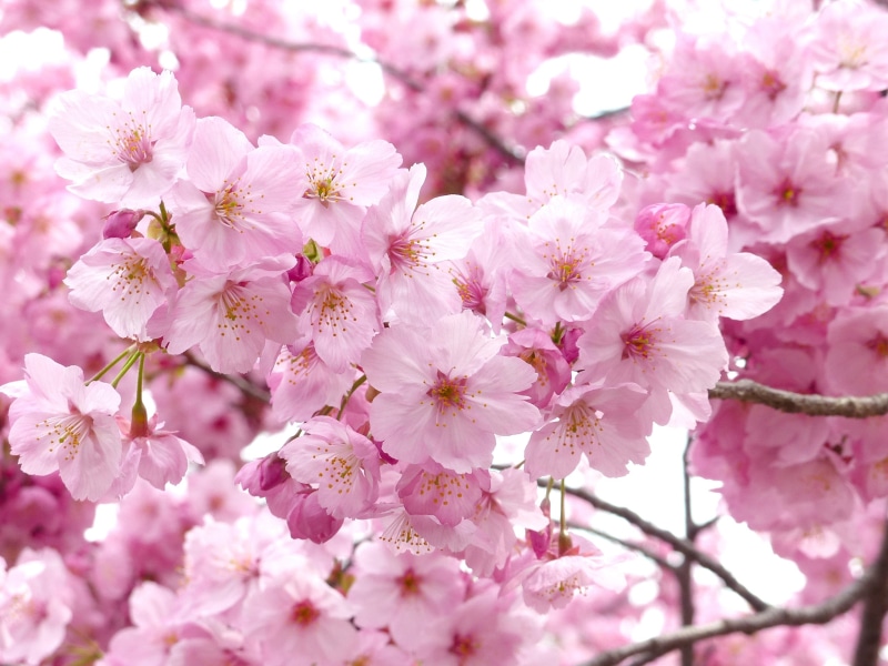 softness, pollen, flowering plant, tree, leaf, cherry, pink, beauty In Nature, sky, flower, cherry Blossom, white, petal, springtime, bright, season, cherry tree