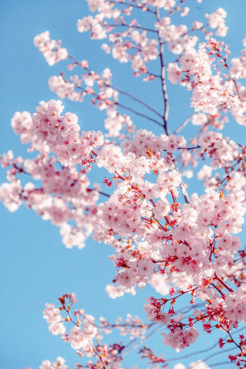 springtime, day, season, low angle shot, blooming, tree, outdoors, bright, flowers, fragility, cherry blossoms, low angle view, cherry tree, background