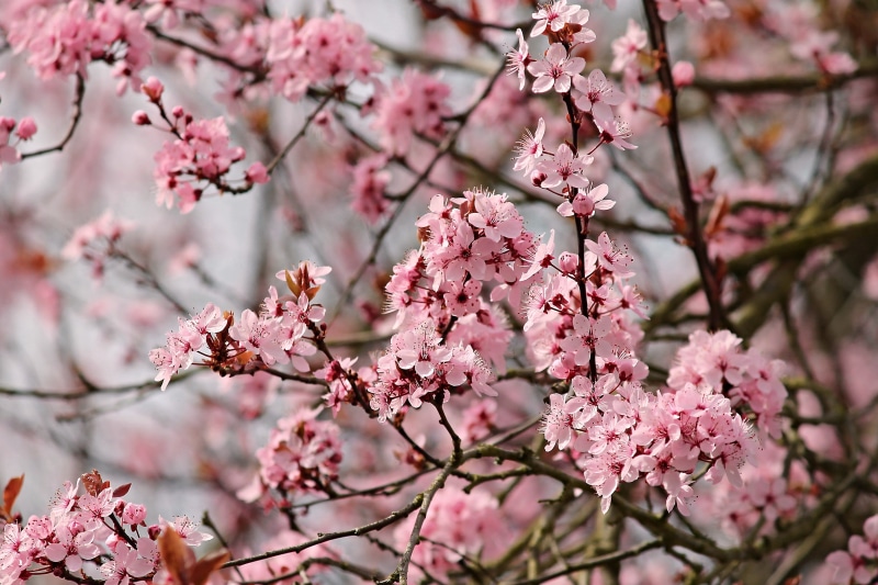 flower head, daytime, nature, pink color, plum blossom, plant, petal, branches, outdoors, mandelbaeumchen, pink, flowers, almond blossom, branch, cherry blossom