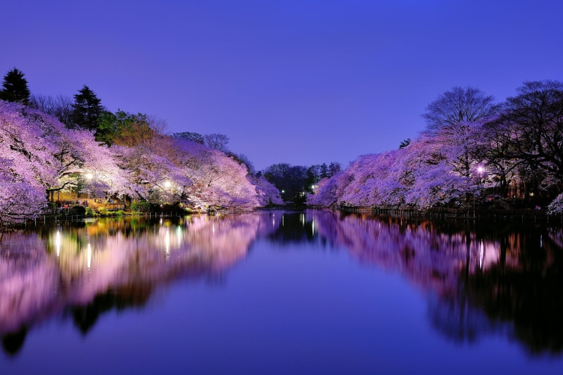 clear sky, lights, park - Man Made Space, season, summer, idyllic, autumn, trees, japan, forest, tranquil Scene, cherry, blue, waterfront, pond, 1080P
