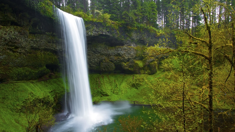 purity, forest, rainforest, long exposure, trees, 4K, waterfalls, outdoors, rock, tree, environment, plant, nature, rock - object, no people, green color
