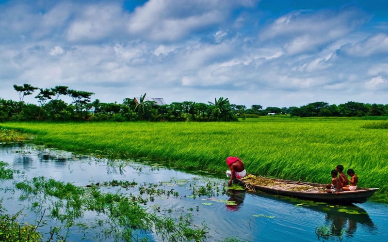  hd, rice, foliage, south, desktop, asia, landscape, country, fields, lush, beautiful, bangladesh, vegetation, sonargaon, 1080P