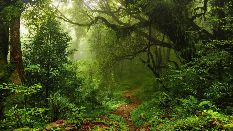 woodland, old growth forest, pathway, nature, 4K, path, green forest ...