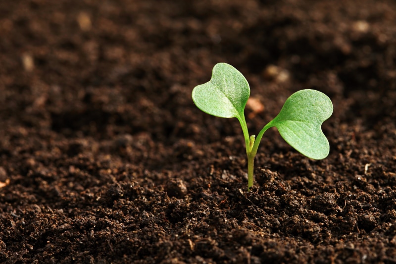 mud, agriculture, freshness, focus, springtime, no people, plant part, land, shallow, leaf, green Color, sapling, earth, plantation, growth, vegetable