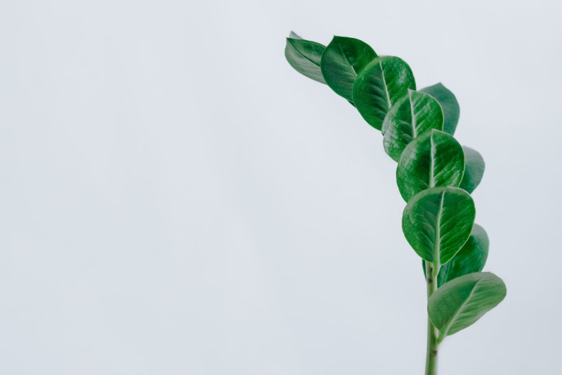 flower, leaf vein, studio shot, vegetable, plant part, zamioculcas, freshness, sprout, blossom, zanzibar gem, white background, beauty in nature, no people