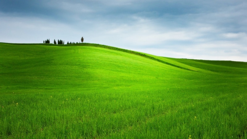 1080P, landscape, hill, nature, grass, trees, field, green