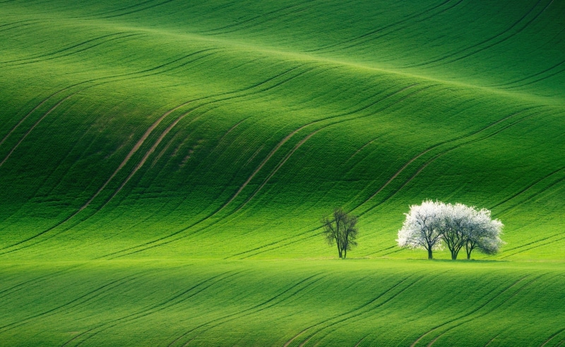 tranquil scene, non-urban scene, Hills, Landscape, growth, Spring, tree, Beautiful, Trees, plant, Nature, grass, rolling landscape, Scenery, land, outdoors