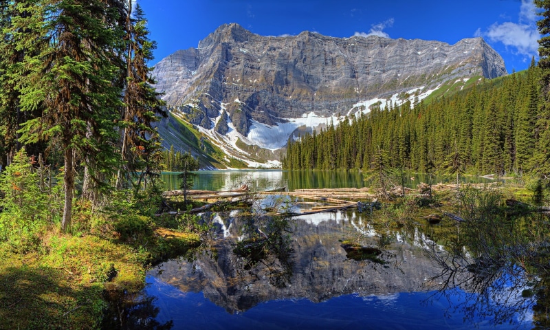 land, pine tree, scenics - nature, green, forest, pine woodland, mountain, 1080P, coniferous tree, sky, snowcapped mountain, nature, beauty in nature