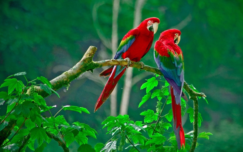 love Bird Images, animal, 1080P, love Birds s, love Bird