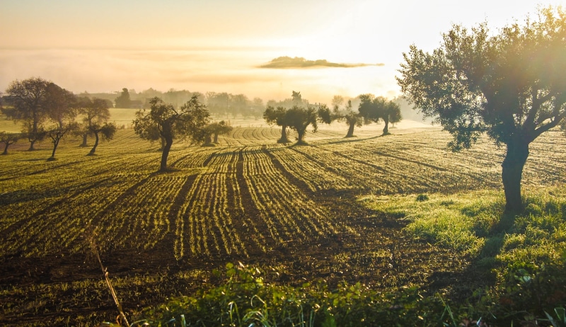 plant, growth, tranquility, oil, rural scene, land, tranquil scene, winemaking, farm, olives, field, sunset, olive grove, castelfidardo, italy, environment