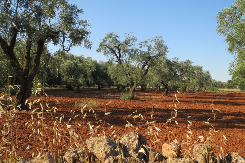 plantation, rural scene, growth, olive, scenics - nature, crop, 2K, farm, sky, beauty in nature, environment, land, olive grove, tranquility, landscape