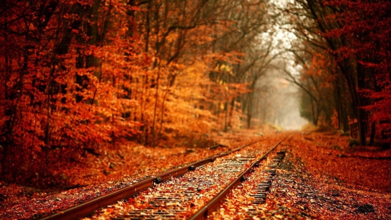 brown, scenics, autumn, day, railway, the way forward, trees, light - Natural Phenomenon, railroad Track, tree, non-Urban Scene, red, direction, autumn collection