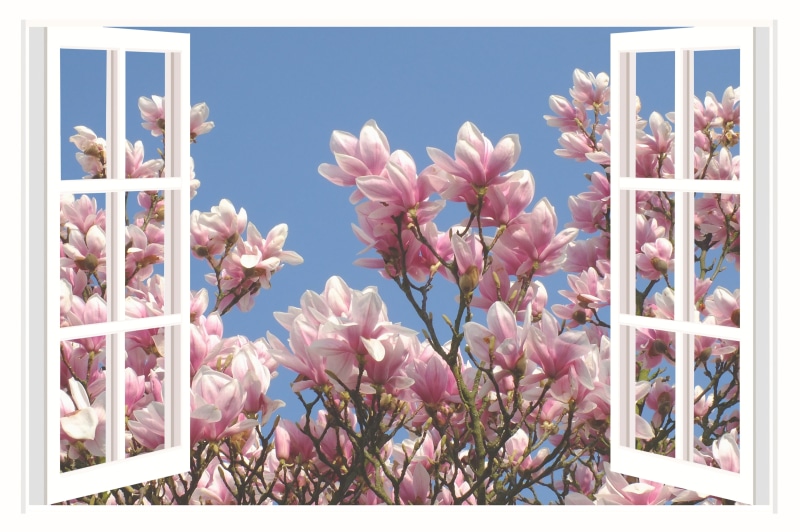 enjoy, bloom, spring flowers, cherry blossom, day, farbenpracht, 4K, close up, benefit from, garden, outlook, flowering plant, colorful flowers, close-up