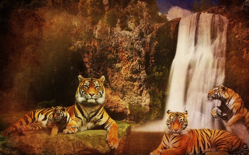 group of animals, carnivora, whisker, day, animal, tree, vertebrate, feline, photomontage, cat, animals in the wild, plant, relaxation, 1080P, animal themes