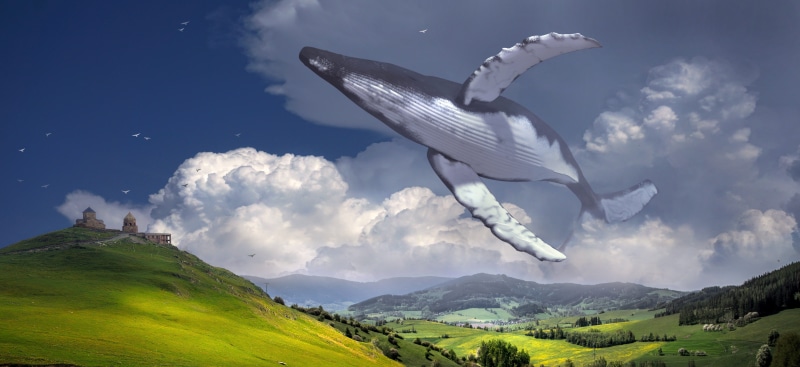 mid-air, mood, wal, cloud - sky, animal themes, dream, green, outdoors, photomontage, fairy tales, animal wing, landscape, animal body part, meadow, animal wildlife