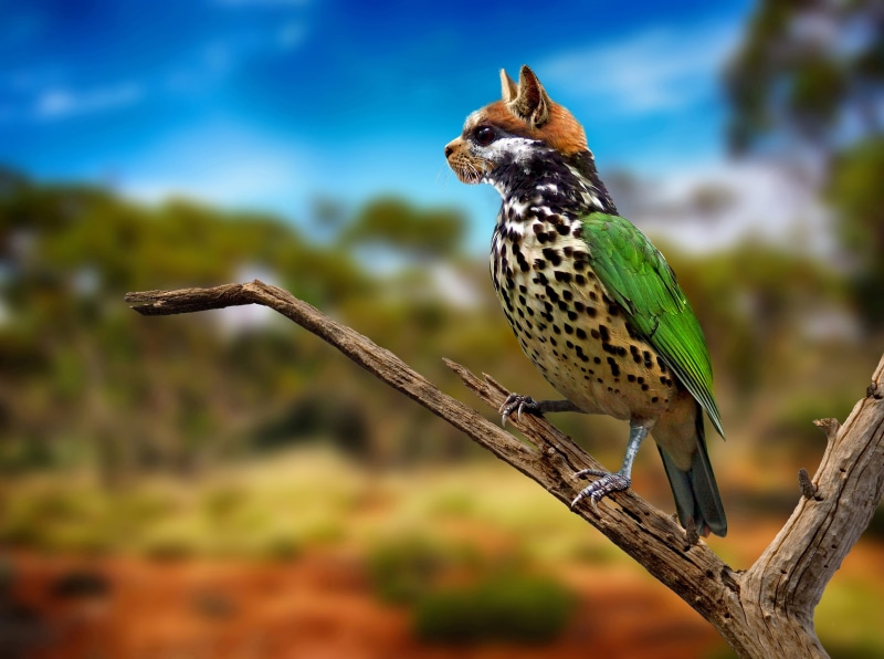 branch, 2K, vertebrate, tree, zoology, perching, cat, woodpecker, image editing, compositing, photoshop art, day, digiart, nature, land, animal world