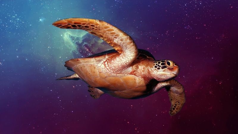 turtle, 1080P, animals, photomontage, space art, fantasy art