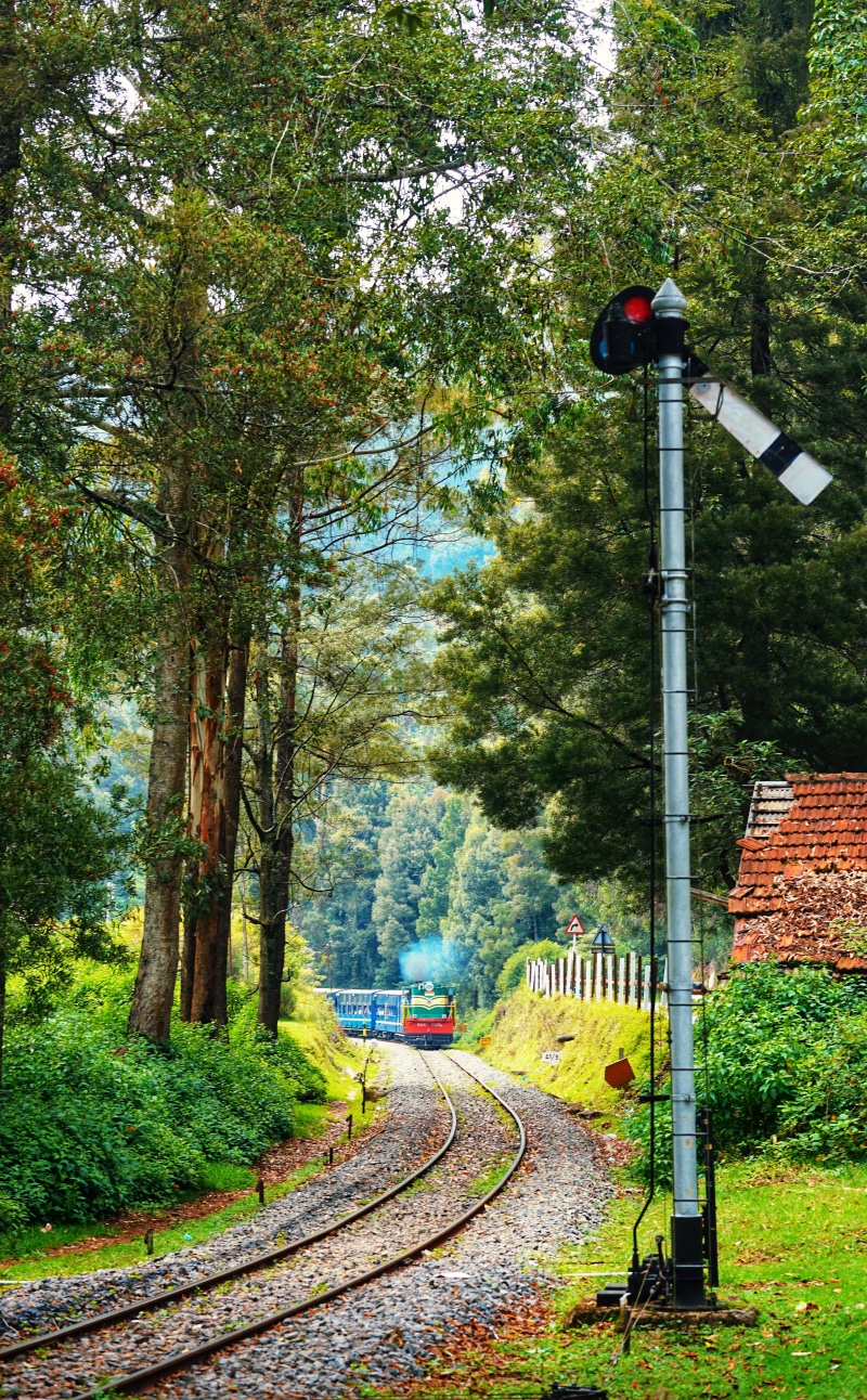 forest, land, outdoors, trees, 5K, railway signal, signal, growth, railroad crossing, lovedale, india, tree, green color, day, no people, mode of transportation
