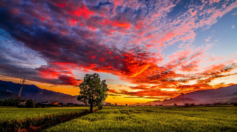 meadow, golden, 池上, 台東, hour, 風景, 晨曦, Tree, Nikon, Cloud, Sunrise, green, sunrise - Dawn, Burn, Morning, Landscape, Paddy, outdoors, green grass, 台灣, Taiwan