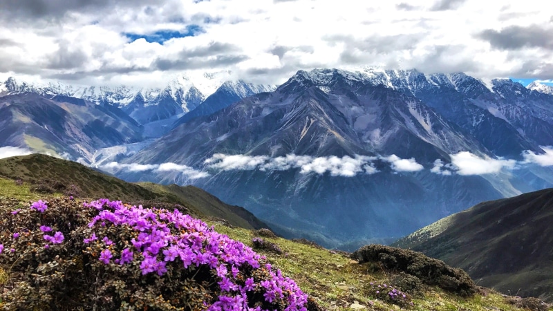 asia, daxue shan, mountain range, mount gongga, tibet, purple flowers, spring, china, sichuan, view, 4K, minya konka, mountain, gongga mountain, kangding