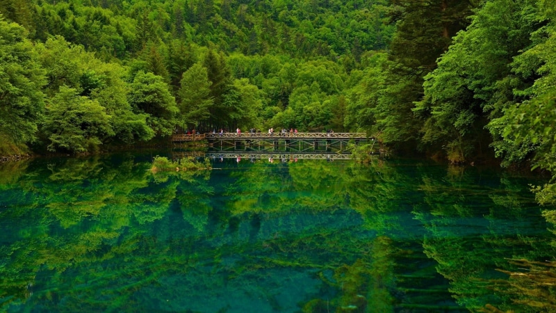 plant, trees, scenics - nature, reflection, water, no people, tree, growth, tranquility, lush foliage, waterfront, lake, people, non-urban scene, outdoors