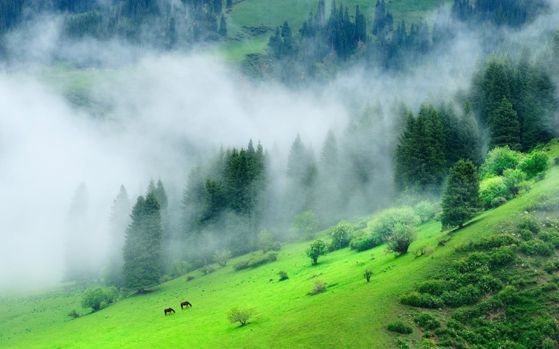 mountain, fog, plant, tranquility, landscape, land, tree, no people, foliage, day, field, hills, environment, morning, green color, green, scenics - nature