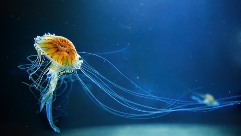 system, outdoors, water, animals in the wild, blue, sea life, floating on water, 1080P, invertebrate, sea, nature, poisonous, close-up, swimming
