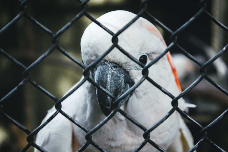 wildlife, behind, trapped, caught, no people, cage, nature, black, macaw, animals in captivity, backgrounds, day, chainlink fence, protection, close-up