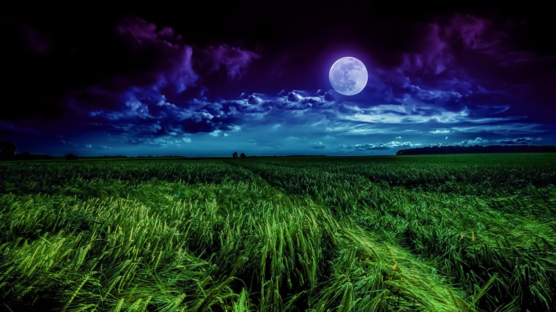 wheat, grassland, full moon, grass, sky, darkness, night, landscape, field, horizon, wheatfield, 4K, night sky, moonlight, summer night, nature, wheat field