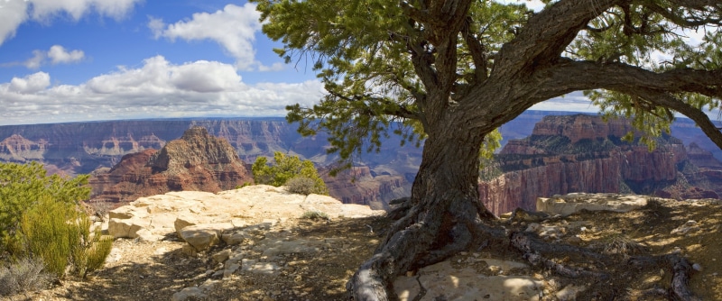 geology, arizona, Royal, rock - Object, national, nature, landscape, california, photo, grand, daytime, canyon, viewpoint, uSA, scenics, desert, Pine, southwest USA