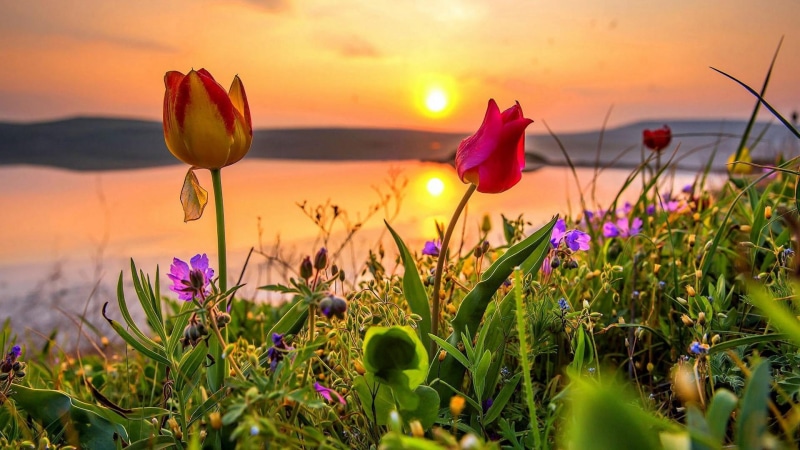 meadow, evening, tulips, flower field, flora, steppe, field, plant, spring, sunlight, tulip, flower, sky, crimea, grass, wildflower, sunset, 1080P