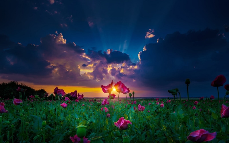 petal, sun rays, yellow, purple, fragility, spring, sunset, flower head, growth, land, freshness, 1080P, sky, beauty in nature, nature, tree, pink, flowers