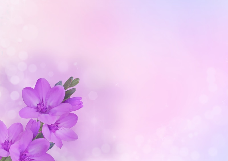 fragility, purple, petal, 4K, empty, close-up, plant, nature, welcome, flower head, valentines day, inflorescence, flower arrangement, beauty in nature