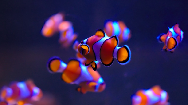 fish, water, animal wildlife, group of animals, vertebrate, marine, sea life, swimming, outdoors, animal, nature, clown fish, 4K, animal themes, invertebrate