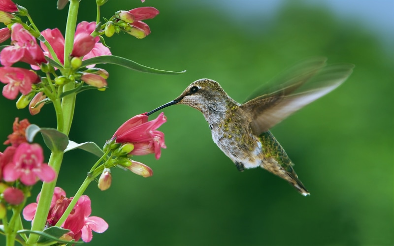 favorite, desktop, laptop, k, phones, tv, flowers, hd, tablet, female, 4K, ultra, pink, mobile, feeders