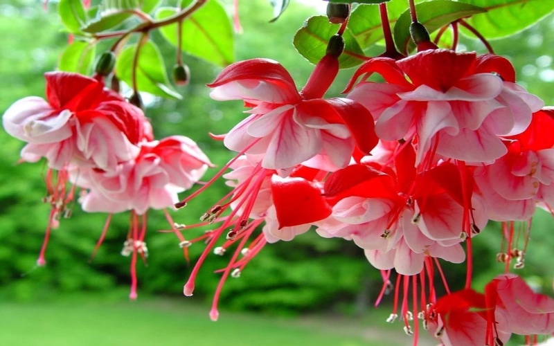 flowering plant, blossom, hd, no people, pink, cherry tree, inflorescence, mobile, focus on foreground, fuchsia, fragility, outdoors, plant, 4K, pollen